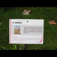 Sorgho, Sorghum bicolor (1)